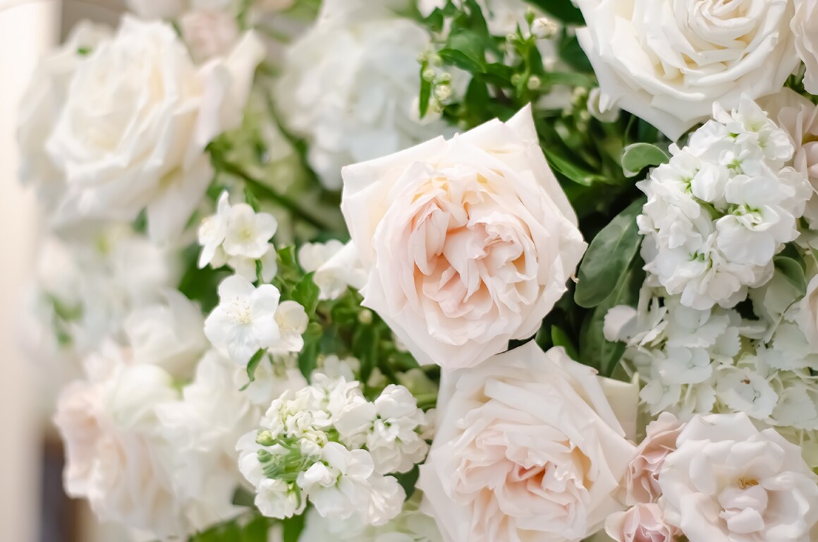 Close Up of Blush Rose